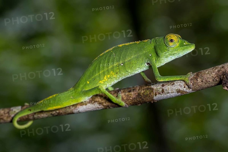 Marojejy chameleon