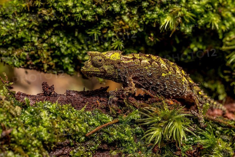 Variegated Earth Chameleon