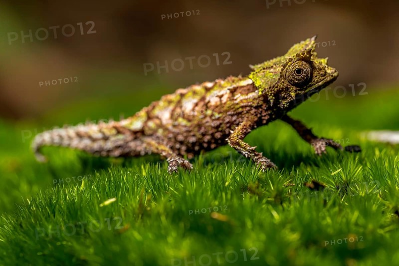 Variegated Earth Chameleon