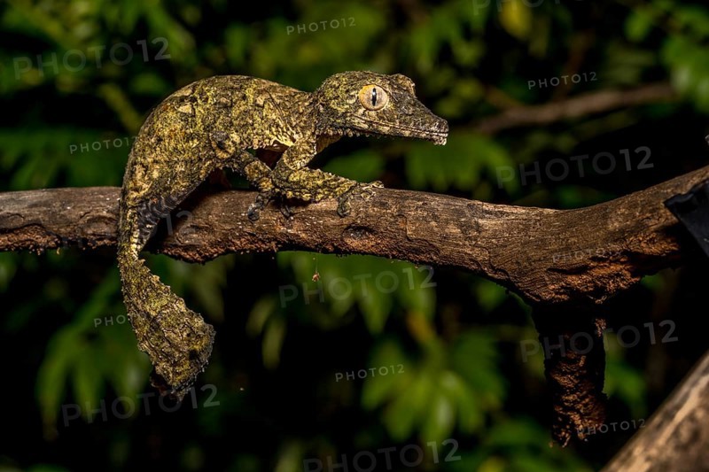 Henkel's flat-tailed gecko