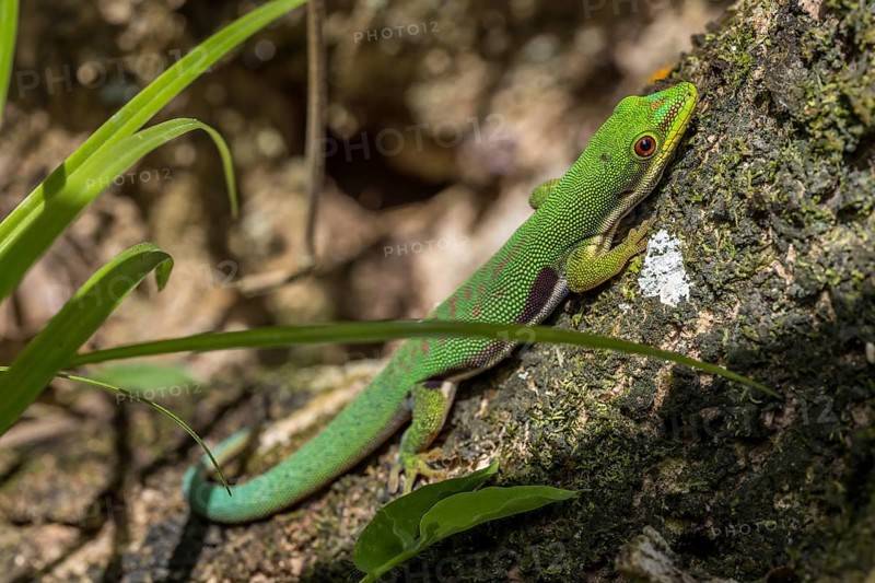 Striped day gecko