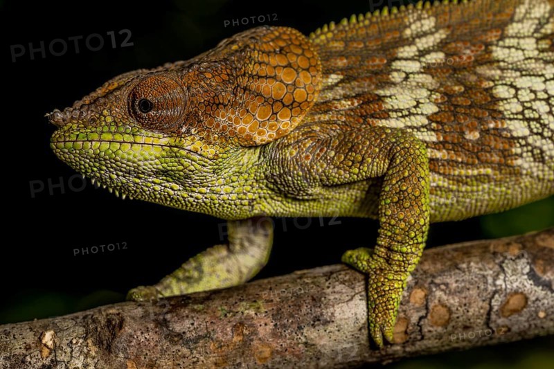Amber Mountain amber chamaeleon