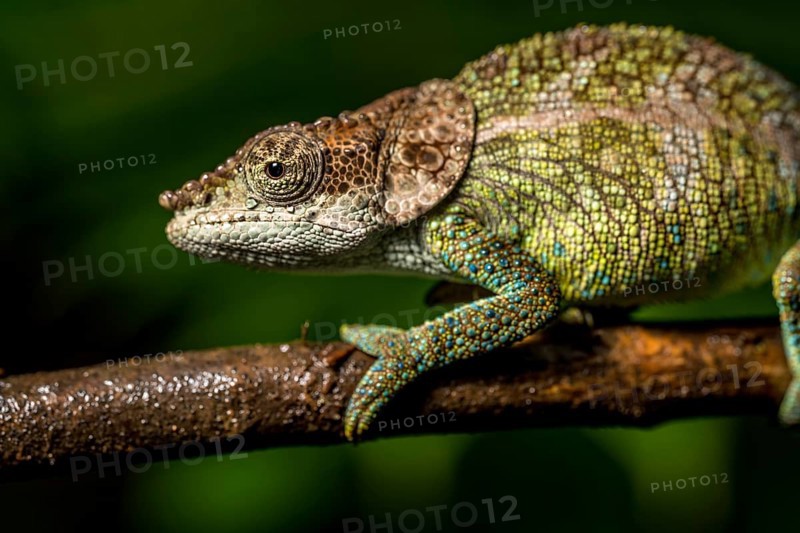 Cryptic chameleon