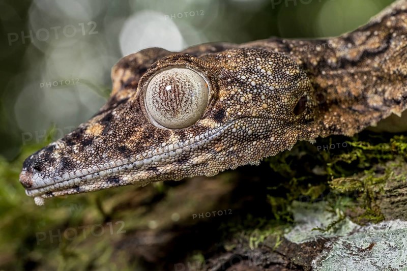 Giant leaf-tailed gecko
