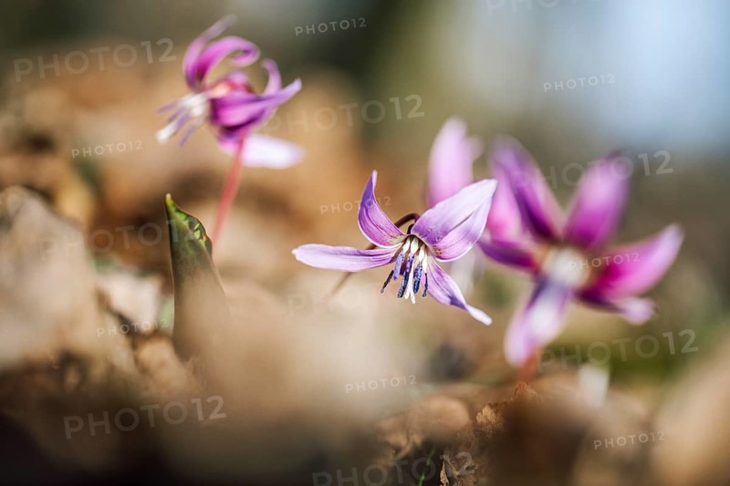 Flowering dog's tooth violet