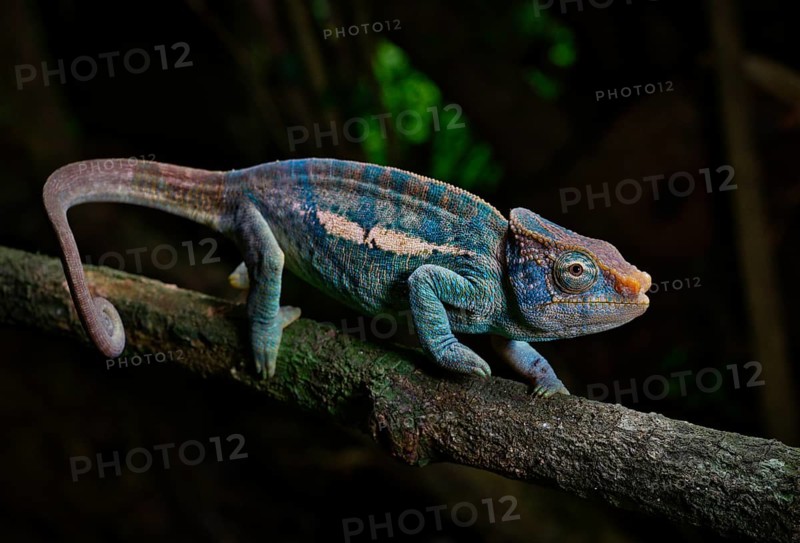 A male Montagne de Ambre amber chamaeleon