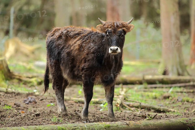 Heck cattle