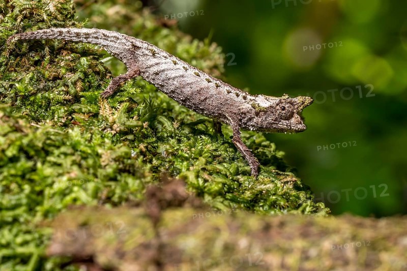 Marojejy Earth Chameleon