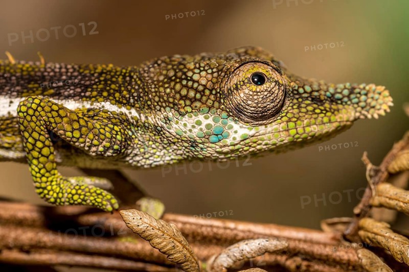 Radama calumma radamanus