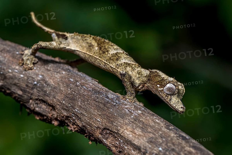 Clever flat-tailed gecko