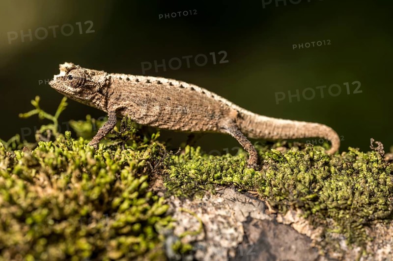 Montagne d Ambre Earth Chameleon