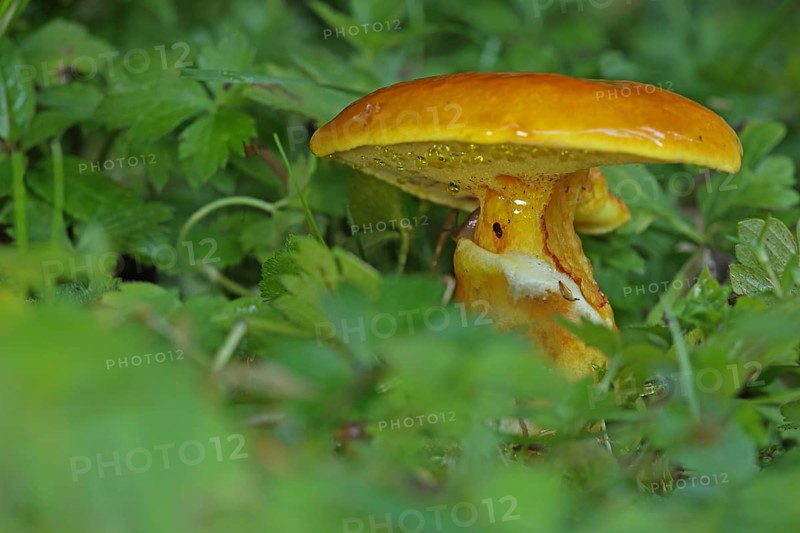 Greville's bolete