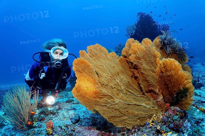 Diver with lamp looking at giant sea fan