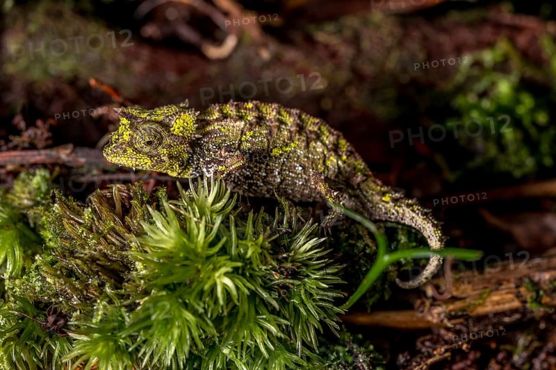 Variegated Earth Chameleon