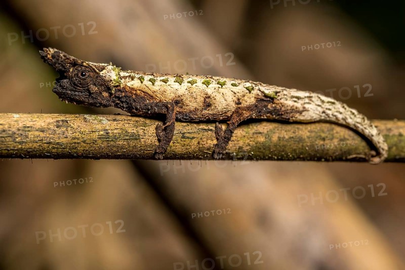 Marojejy Earth Chameleon