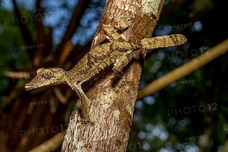 Giant flat-tailed gecko