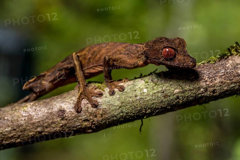 Flat-tailed gecko