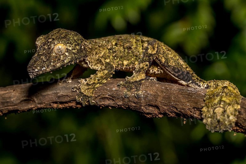 Henkel's flat-tailed gecko
