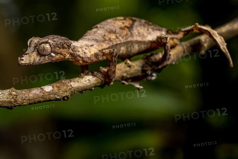 Montagne d Ambre Flat-tailed Gecko