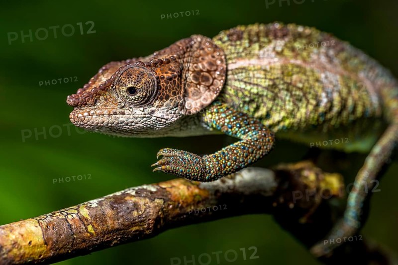 Cryptic chameleon