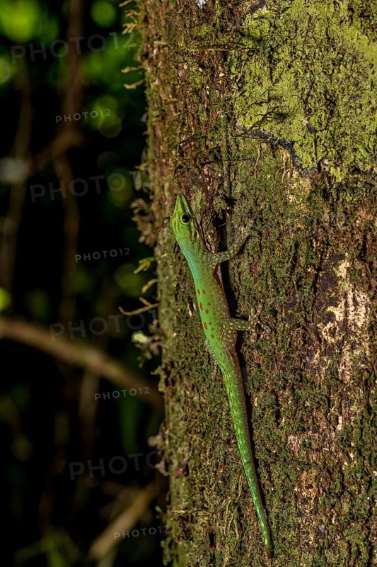 Day gecko