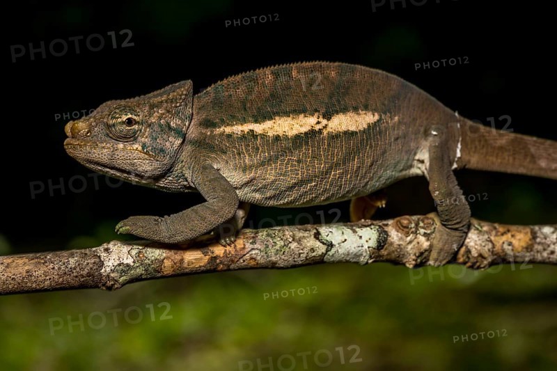 Amber Mountain amber chamaeleon