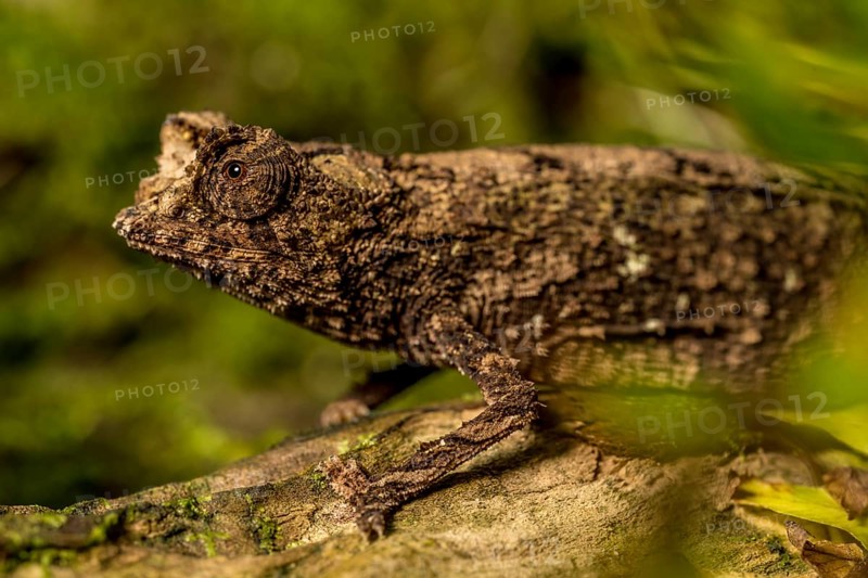 Antakarana ground chameleon