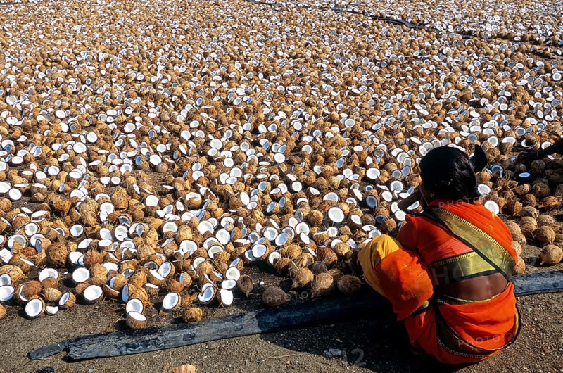 Breaking Coconuts to dry in an oil extracting factory at Vellakoil vellakovil Tamil Nadu
