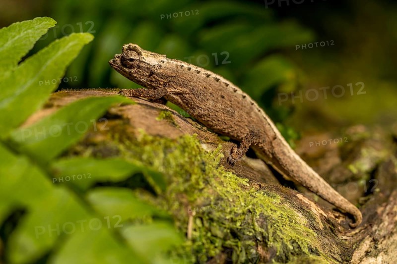 Montagne d Ambre Earth Chameleon