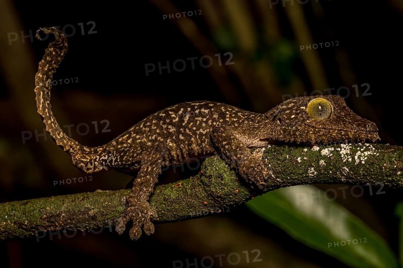Mossy leaf-tailed gecko