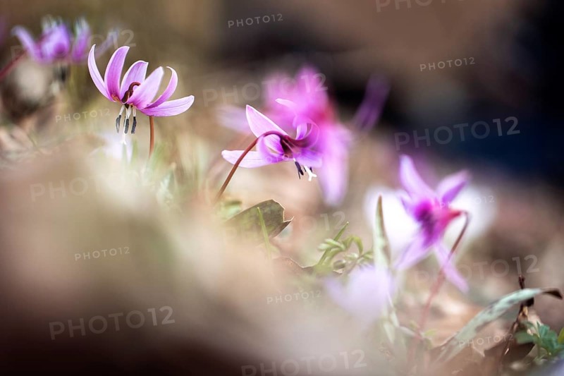 Flowering dog's tooth violet