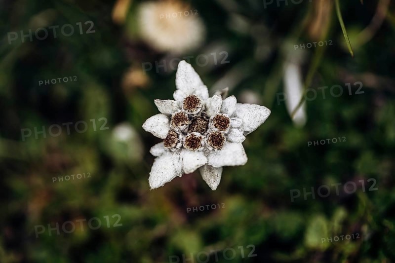Alpine edelweiss