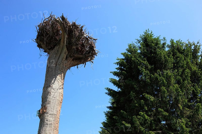 Uprooted tree with golden coconut by Ulrich Barnickel