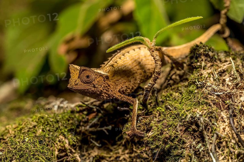 Marojejy leaf chameleon