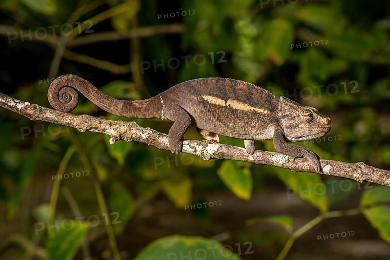 Amber Mountain amber chamaeleon