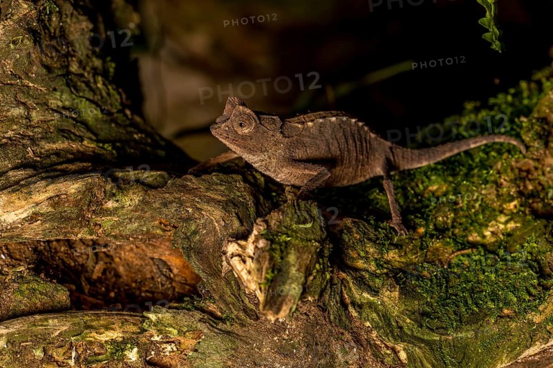 Antakarana ground chameleon