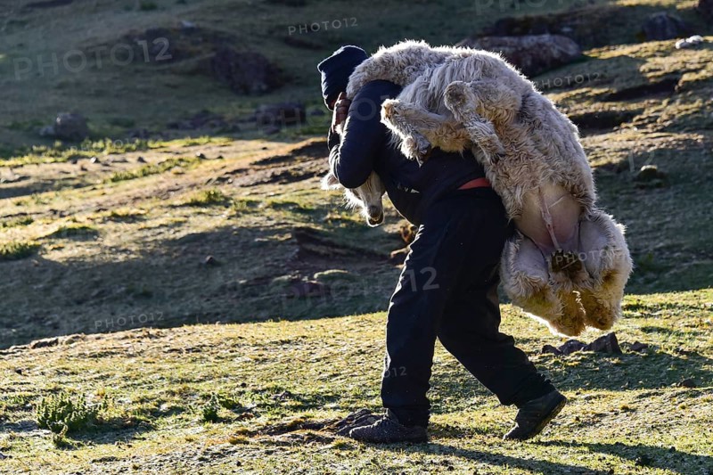 Indians carrying an alpaca