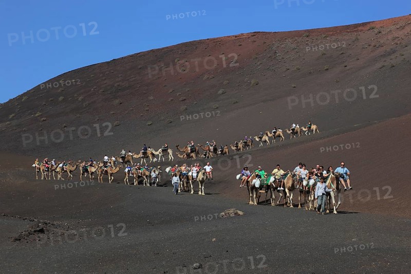 Dromedary Riding for Tourists in Timanfaya National Park