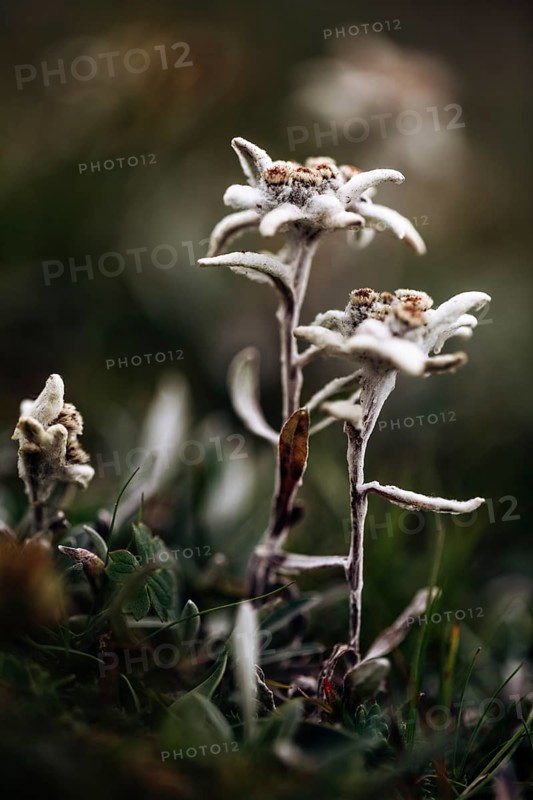 Alpine edelweiss