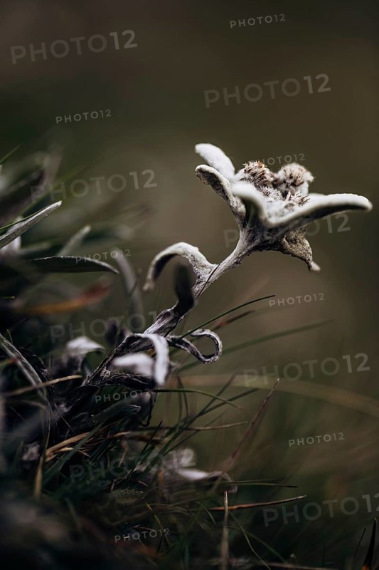 Alpine edelweiss