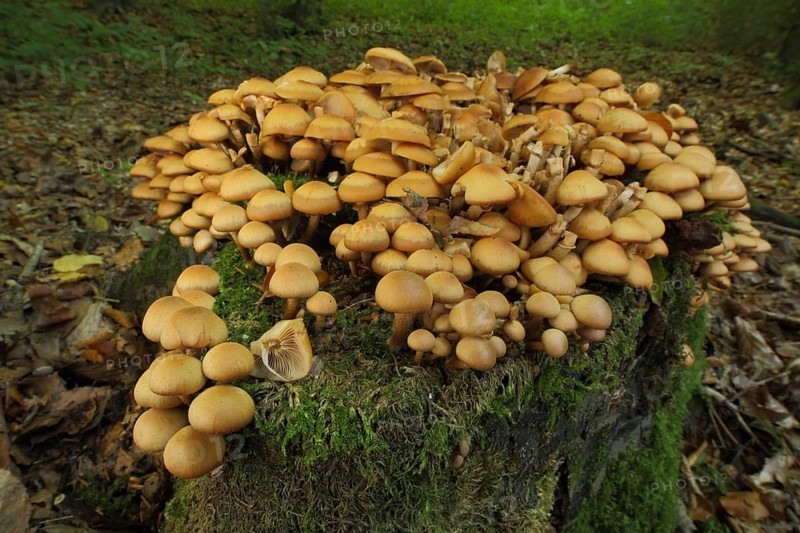 Sheathed woodtuft