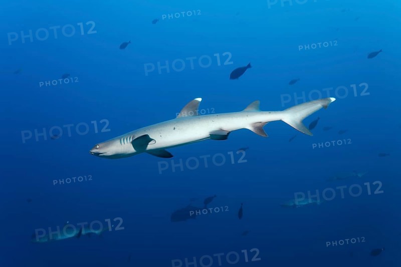 Four whitetip reef sharks