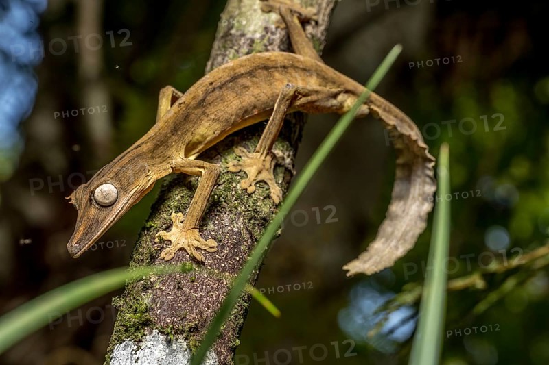 Striped lined leaf-tailed gecko