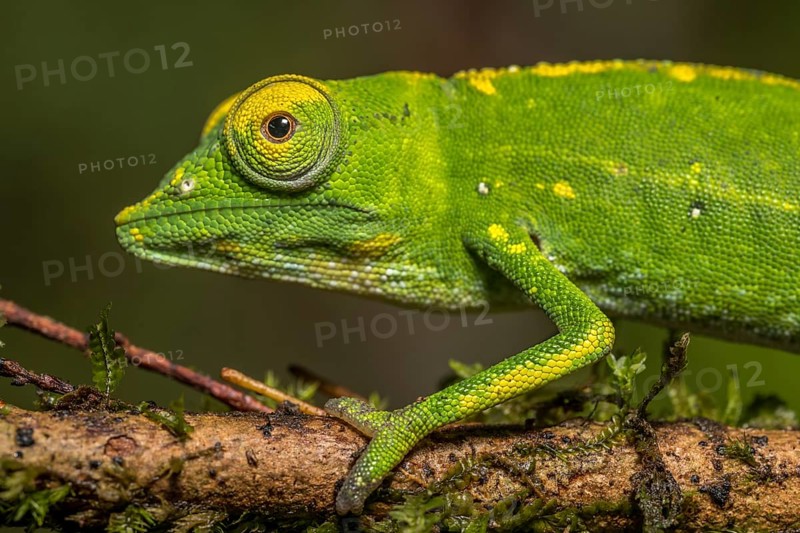 Marojejy chameleon