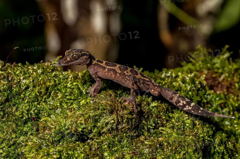 Graceful madagascar ground gecko