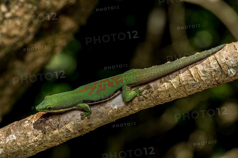 Striped day gecko