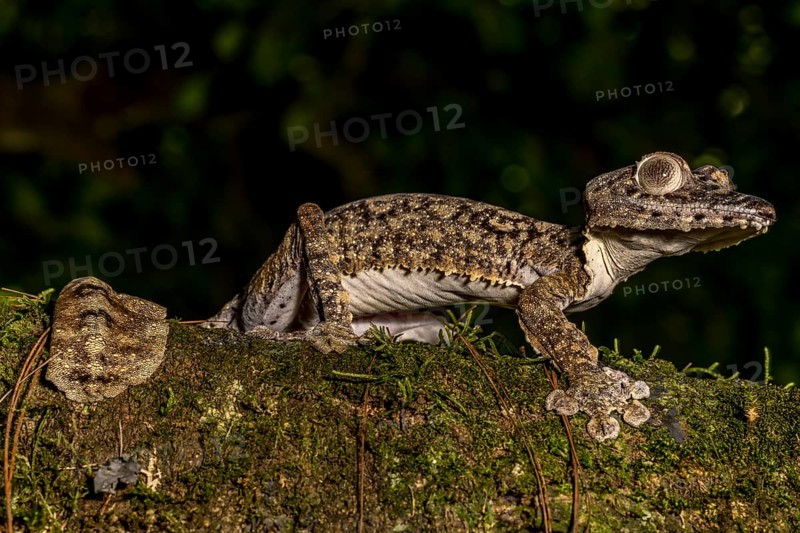 Giant leaf-tailed gecko