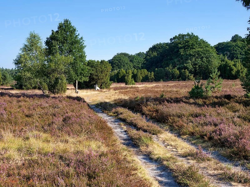 Driveway in the Lueneburg Heath nature park Park during the heath blossom in late summer. Lueneburg Heath