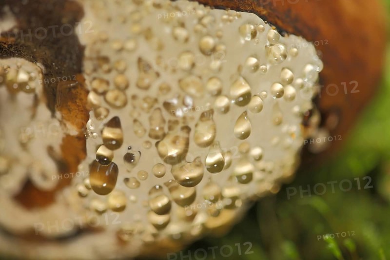 Detail of spruce sponge with guttation drops