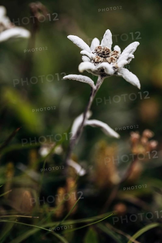 Alpine edelweiss